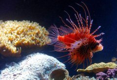 獅子魚(yú)入侵古巴 當(dāng)?shù)厝酥苯佣松喜妥澜鉀Q危機(jī)